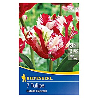 Kiepenkerl Frühlingsblumenzwiebeln (Tulipa 'Estella Rijnveld', 10 Stk.)