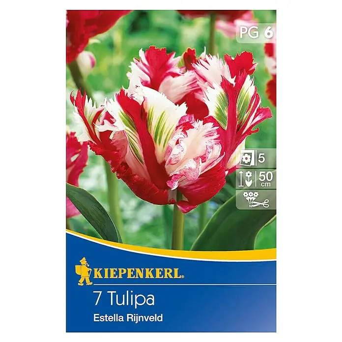 Kiepenkerl Blumenzwiebeln Tulpe - Tulipa 'Estella Rijnveld', 10 Stk. - Produktbild einer Kiepenkerl 7 Tulipa Estella Rijnveld Blumenzwiebelpackung, die gefiederte, rot-weiß gefärbte Tulpen zeigt.