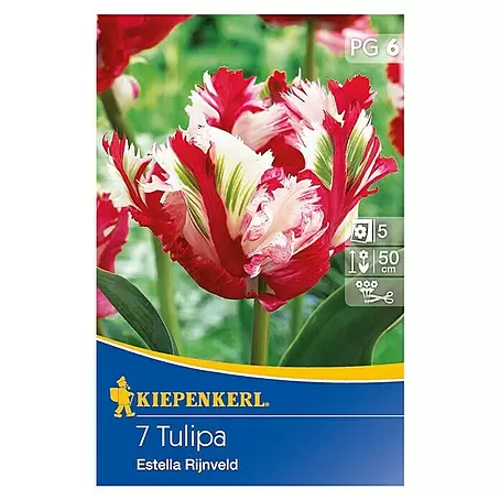 Kiepenkerl  Frühlingsblumenzwiebeln Tulpe