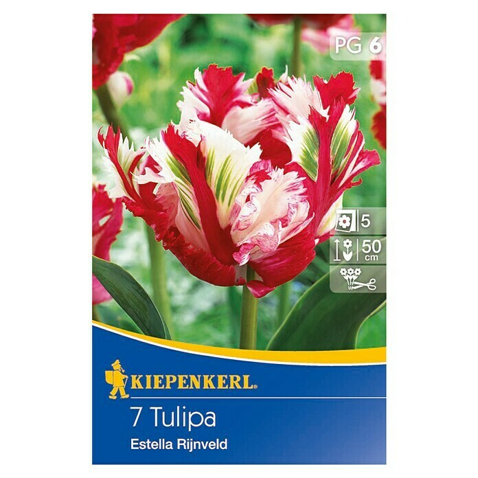 Kiepenkerl FrühlingsblumenzwiebelnTulipa 'Estella Rijnveld', 10 Stk. Front View