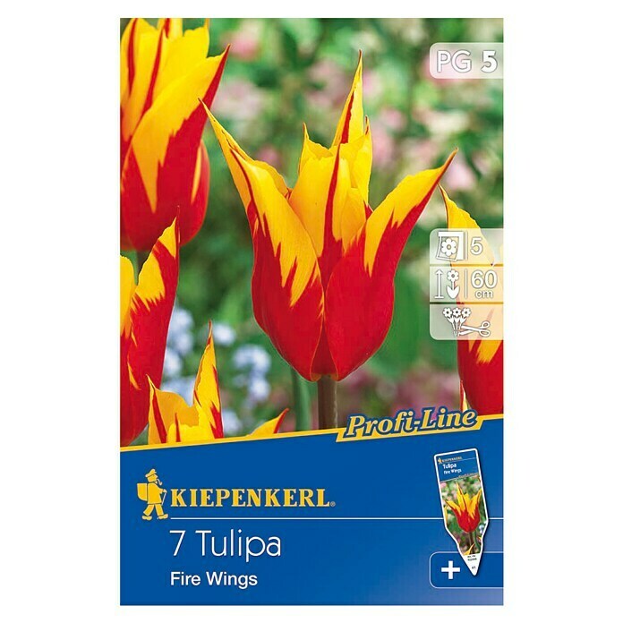 Kiepenkerl Profi-Line FrühlingsblumenzwiebelnTulipa 'Fire Wings', Feuerrot mit gelbem Rand, 7 Stk. Front View