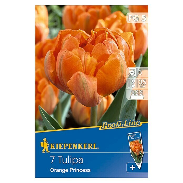 Kiepenkerl Profi-Line FrühlingsblumenzwiebelnTulipa 'Orange Princess', Orange, 7 Stk. Front View