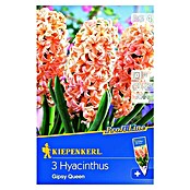 Kiepenkerl Frühlingsblumenzwiebeln Hyazinthe 'Gipsy Queen' (Hyacinthus orientalis, 3 Stk.) | BAUHAUS