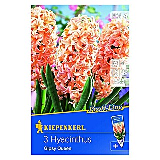 Kiepenkerl Frühlingsblumenzwiebeln Hyazinthe 'Gipsy Queen' (Hyacinthus orientalis, 3 Stk.)