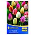 Kiepenkerl Frühlingsblumenzwiebeln Mega-Pack 