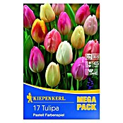 Kiepenkerl Frühlingsblumenzwiebeln Mega-Pack (Tulipa 'Pastell Farbenspiel', Pastelltöne, 17 Stk.) | BAUHAUS