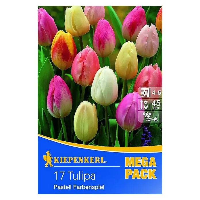 Kiepenkerl Blumenzwiebeln Mega-Pack - Tulipa 'Pastell Farbenspiel', Pastelltöne, 17 Stk. - Tulpenmischung "Pastell Farbenspiel" von Kiepenkerl, 17 Stück. Eine bunte Auswahl an Tulpen in zarten Pastellfarben für den Garten.