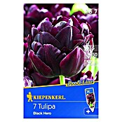 Kiepenkerl Profi-Line Frühlingsblumenzwiebeln (Tulipa 'Black Hero', Purpur, 7 Stk.) | BAUHAUS