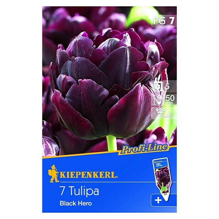 Kiepenkerl Profi-Line FrühlingsblumenzwiebelnTulipa 'Black Hero', Purpur, 7 Stk. Front View