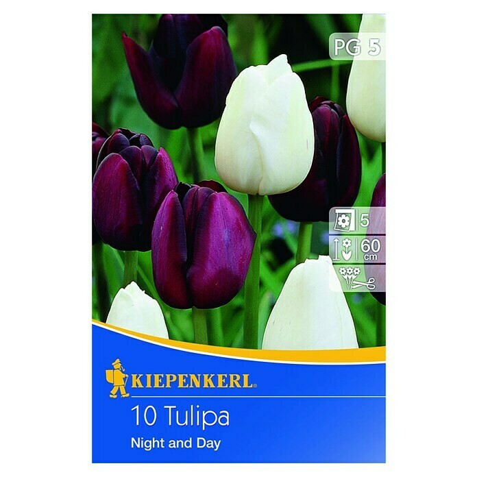 Kiepenkerl Frühlingsblumenzwiebel-MixTulipa 'Night and Day', 10 Stk. Front View