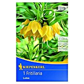 Kiepenkerl Frühlingsblumenzwiebeln Kaiserkrone (Fritillaria lutea, 1 Stk.) | BAUHAUS