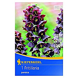 Kiepenkerl Frühlingsblumenzwiebeln Persische Kaiserkrone (Fritillaria persica, 1 Stk.)