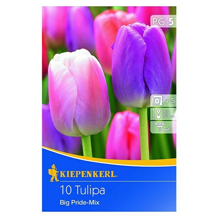 Kiepenkerl Frühlingsblumenzwiebel-MixTulipa 'Big Pride', 10 Stk. Front View