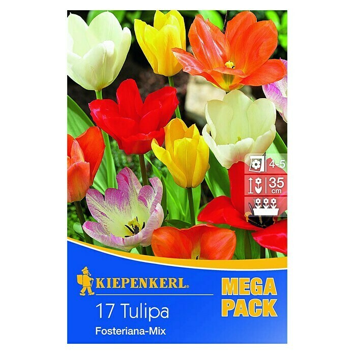 Kiepenkerl Frühlingsblumenzwiebeln Mega-PackTulipa fosteriana Mix, Bunt gemischt, Kaisertulpen, 17 Stk. Front View