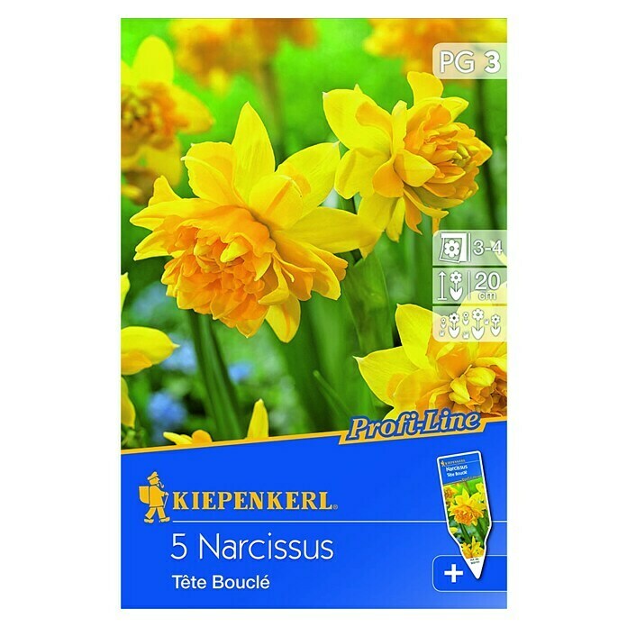 Kiepenkerl Frühlingsblumenzwiebeln Narzisse 'Tête Bouclé' (Narcissus cyclamineus, 5 Stk.) | BAUHAUS