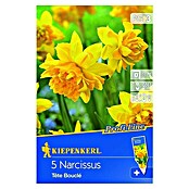 Kiepenkerl Frühlingsblumenzwiebeln Narzisse 'Tête Bouclé' (Narcissus cyclamineus, 5 Stk.) | BAUHAUS