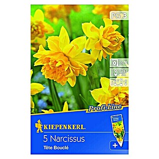 Kiepenkerl Frühlingsblumenzwiebeln Narzisse 'Tête Bouclé' (Narcissus cyclamineus, 5 Stk.)