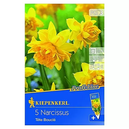 Kiepenkerl  Frühlingsblumenzwiebeln Narzisse 'Tête Bouclé'