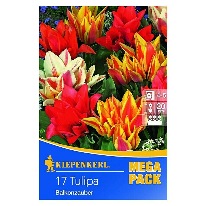 Kiepenkerl Frühlingsblumenzwiebeln Mega-PackTulipa greigii 'Balkonzauber', Bunt gemischt, Balkonzauber, 17 Stk. Front View