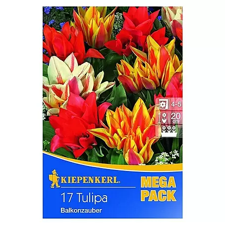 Kiepenkerl  Frühlingsblumenzwiebeln Mega-Pack