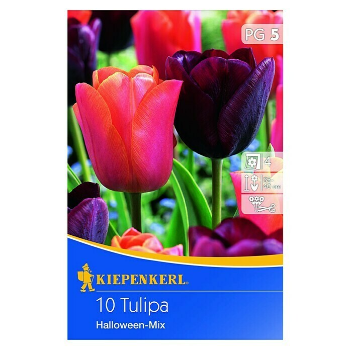 Kiepenkerl Frühlingsblumenzwiebel-MixTulipa 'Halloween Mix, 10 Stk. Front View