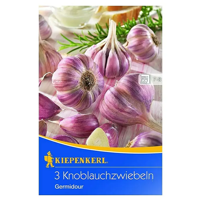 Kiepenkerl Knoblauch Germidour - Allium sativum - Ein Foto von Kiepenkerl 3 Knoblauchzwiebeln der Sorte Germidour, eine violett gestreifte Knoblauchsorte mit frischen Kräutern im Hintergrund.