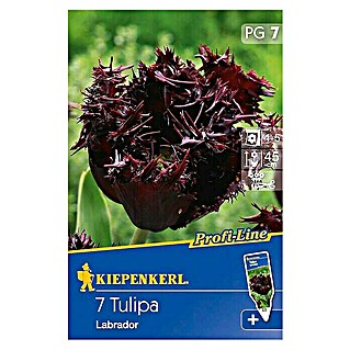 Kiepenkerl Profi-Line Frühlingsblumenzwiebeln (Tulipa 'Labrador', Schwarzrot, 7 Stk.)