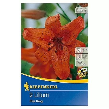 Kiepenkerl  Sommerblumenzwiebeln Lilie 'Fire King'