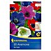 Kiepenkerl Frühlingsblumenzwiebeln Kronen-Anemonen 