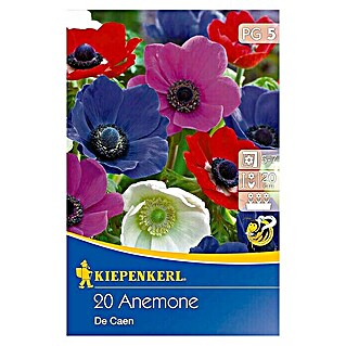 Kiepenkerl Frühlingsblumenzwiebeln Kronen-Anemonen (Anemone coronaria, 20 Stk.)