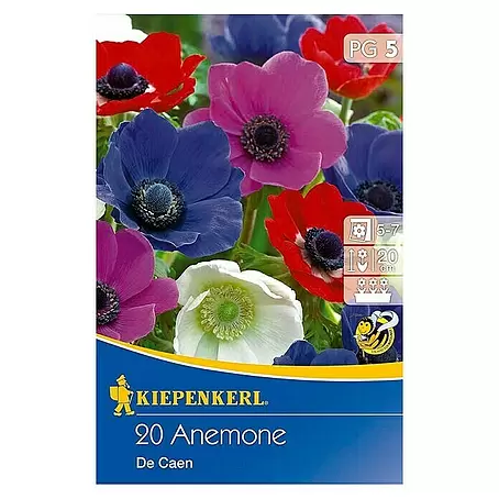 Kiepenkerl  Frühlingsblumenzwiebeln Kronen-Anemonen