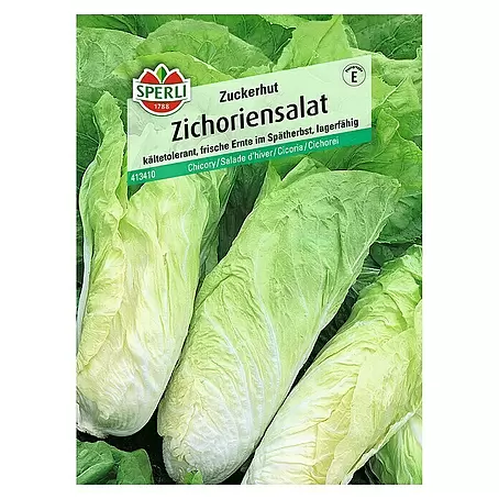 Sperli  Salatsamen Zichoriensalat Zuckerhut