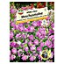 Sperli Blumensamen Moschusmalve 