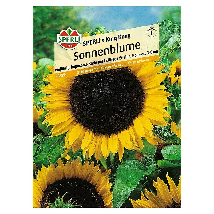 Kiepenkerl Sonnenblumen-Samen 'King Kong' – Riesen-Sonnenblumen Bis 4,5 M Höhe, Goldgelb Blühend