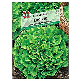 Sperli Salatsamen Endivie Escariol grüner (Cichorium endivia, Erntezeit: September)