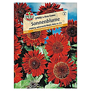 Sperli Blumensamen Sonnenblume (Rote Sonne, Helianthus annuus, Blütezeit: August)