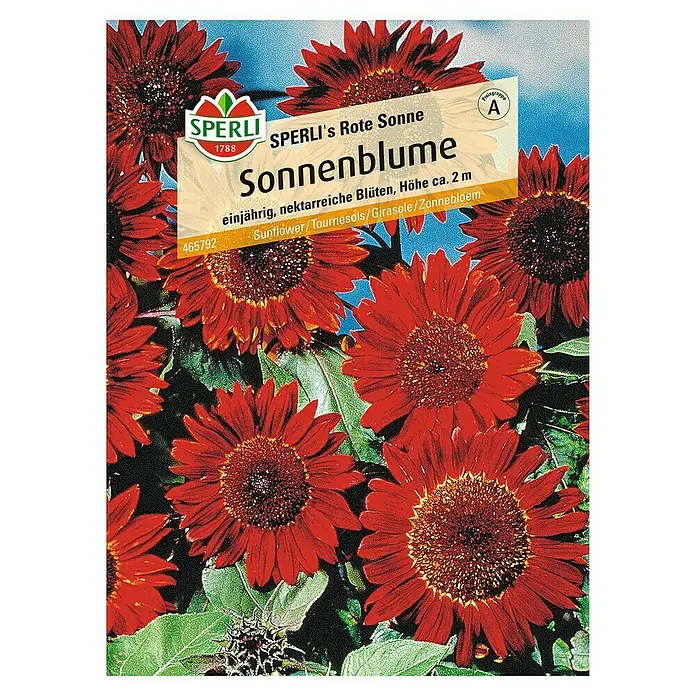 Sperli Blumensamen Sonnenblume - Rote Sonne, Helianthus annuus, Blütezeit: August - Samenpackung 'SPERLI's Rote Sonne' Sonnenblumen. Einjährige, nektarreiche, rote Blüten, Höhe ca. 2 m. Ideal für Gärten und als Schnittblume.