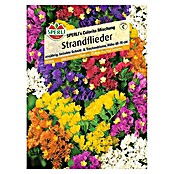 Sperli Blumensamen Strandflieder (Limonium sinuatum, Blütezeit: Juli) | BAUHAUS