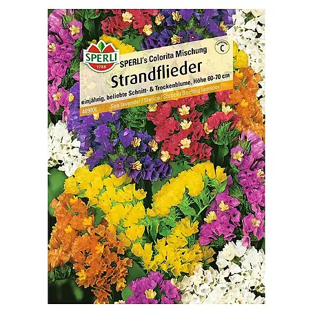 Sperli  Blumensamen Strandflieder