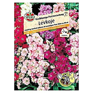 Sperli Blumensamen Levkoje (Matthiola incana, Blütezeit: Juli)