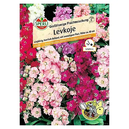 Sperli  Blumensamen Levkoje