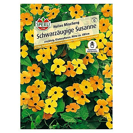 Sperli Blumensamen Schwarzäugige Susanne (Thunbergia alata, Blütezeit: Mai)
