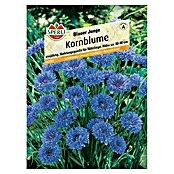 KORNBLUME           BLAUER JUNGE