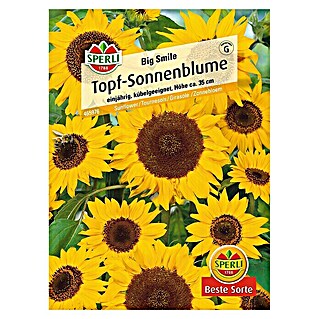 Sperli Blumensamen Sonnenblume (Big Smile, 	Helianthus annuus, Blütezeit: Juli)