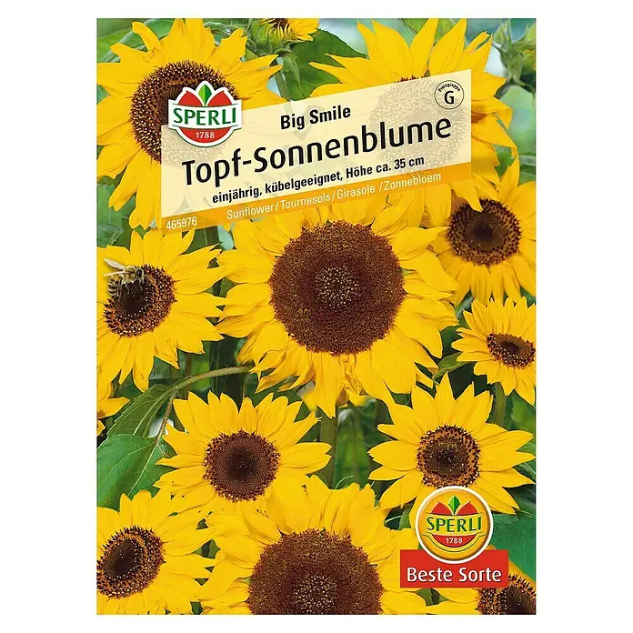 Sperli Blumensamen Sonnenblume - Big Smile, Helianthus annuus, Blütezeit: Juli - Abbildung der Topf-Sonnenblume "Big Smile" von Sperli, einjährig und kübelgeeignet, mit einer Höhe von ca. 35 cm.