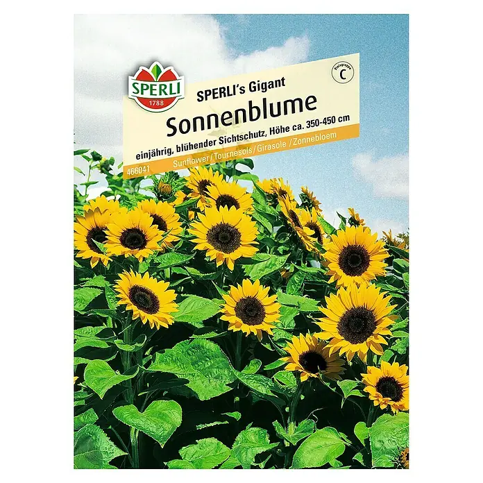 Sperli Blumensamen Sonnenblume - Sperli's Gigant, Helianthus annuus, Blütezeit: August - Sonnenblumen-Samenpackung von Sperli's Gigant. Einjährig, blühender Sichtschutz mit einer Höhe von ca. 350-450 cm.