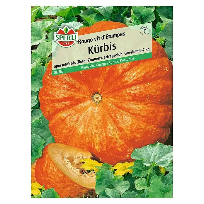 Sperli Gemüsesamen Kürbis - Rouge vif d'Etampes, Cucurbita maxima, Erntezeit: September - Abbildung des Samens der „Rouge vif d'Etampes“-Kürbissorte von Sperli, einer Speisekürbissorte.