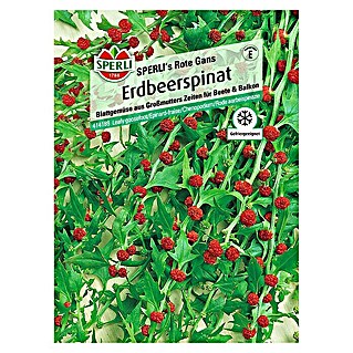 Sperli Obstsamen Erdbeerspinat (Chenopodium foliosum, Erntezeit: Juni)