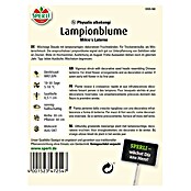 LAMPIONBLUME        MIKIE´S LATERNE