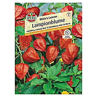 Sperli Blumensamen Lampionblume (Physalis alkekengi, Blütezeit: August)